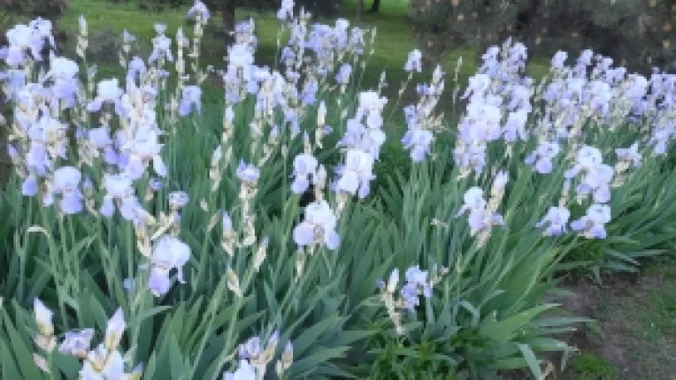 In Romania, peste 1.500.000 de romani sarbatoresc onomastica de Florii